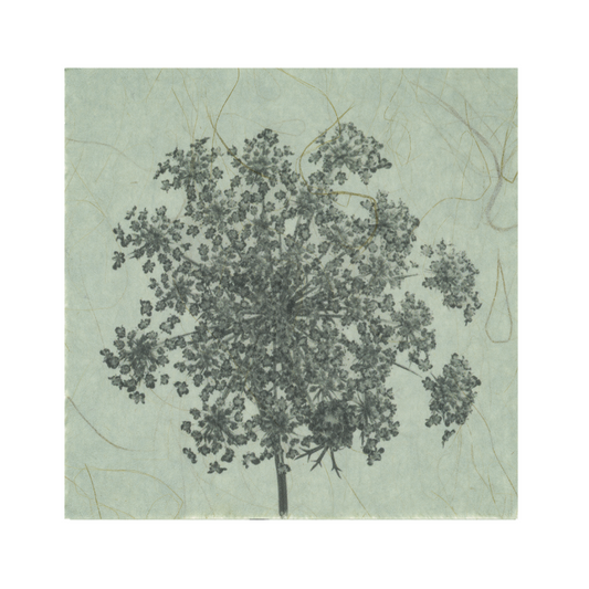 Kelly McDonald, Ammi