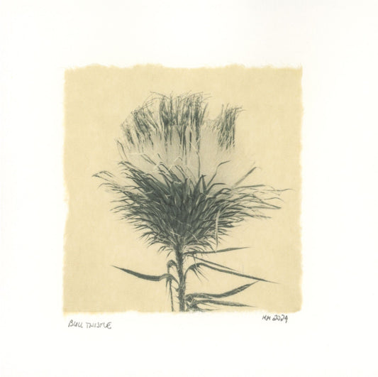 Kelly McDonald, Bull Thistle