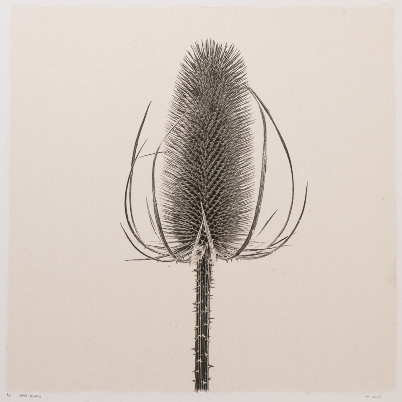 Kelly McDonald, Bare Bones