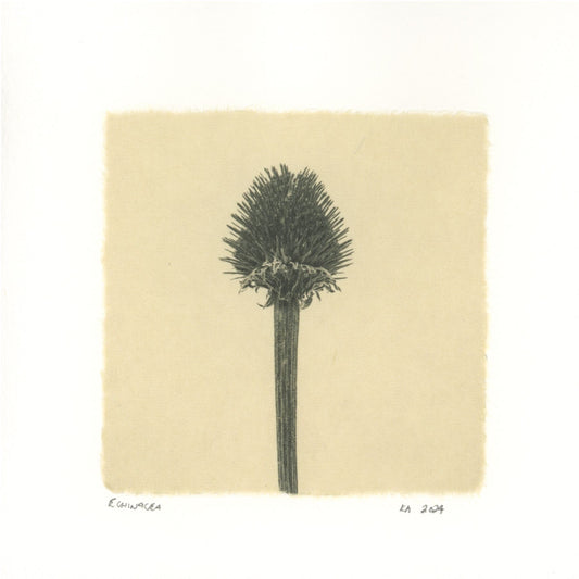 Kelly McDonald, Echinacea