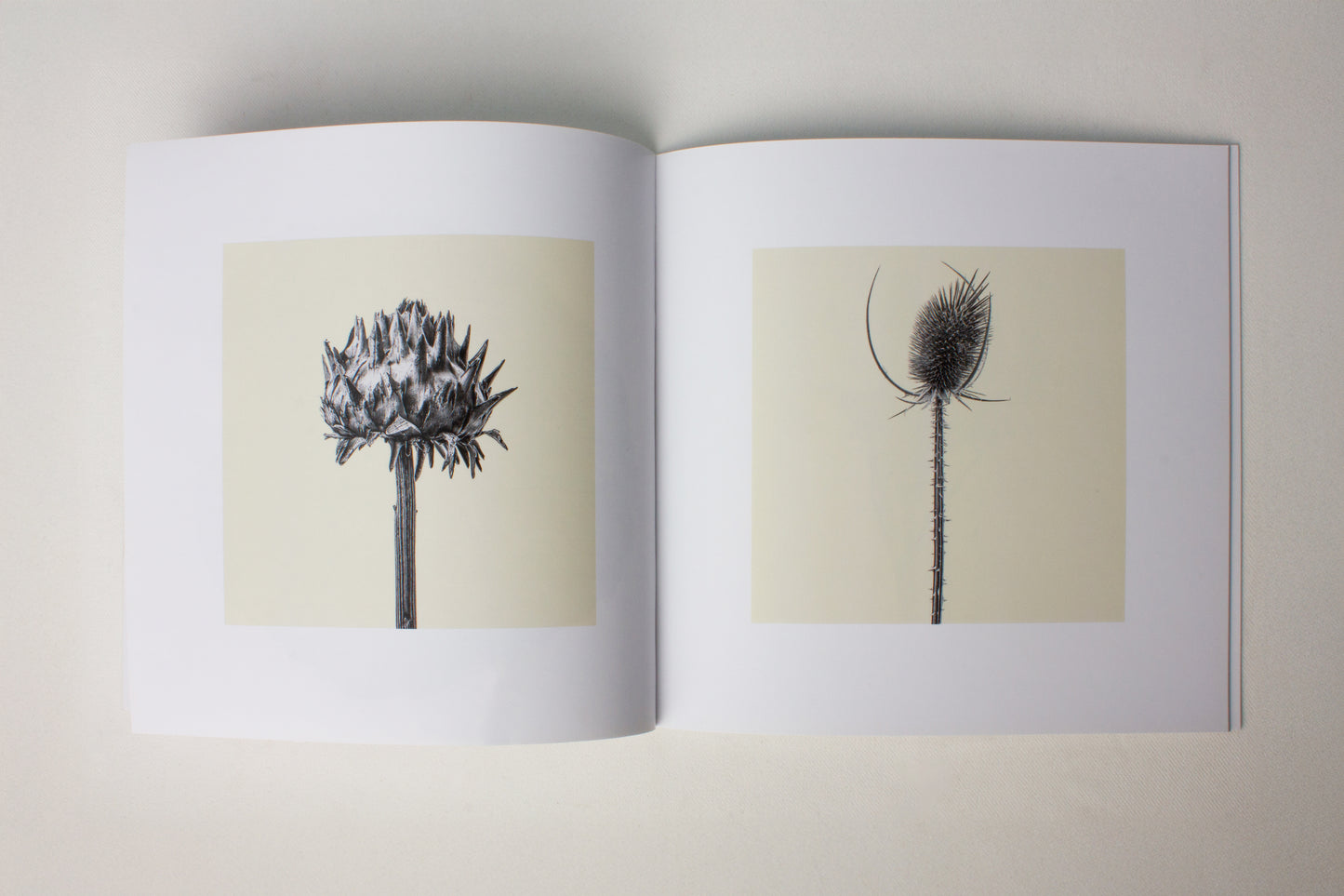 Kelly McDonald, relics catalogue