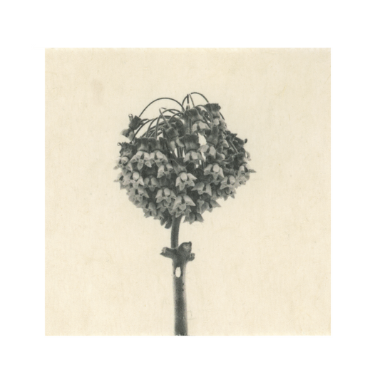 Kelly McDonald, Milkweed