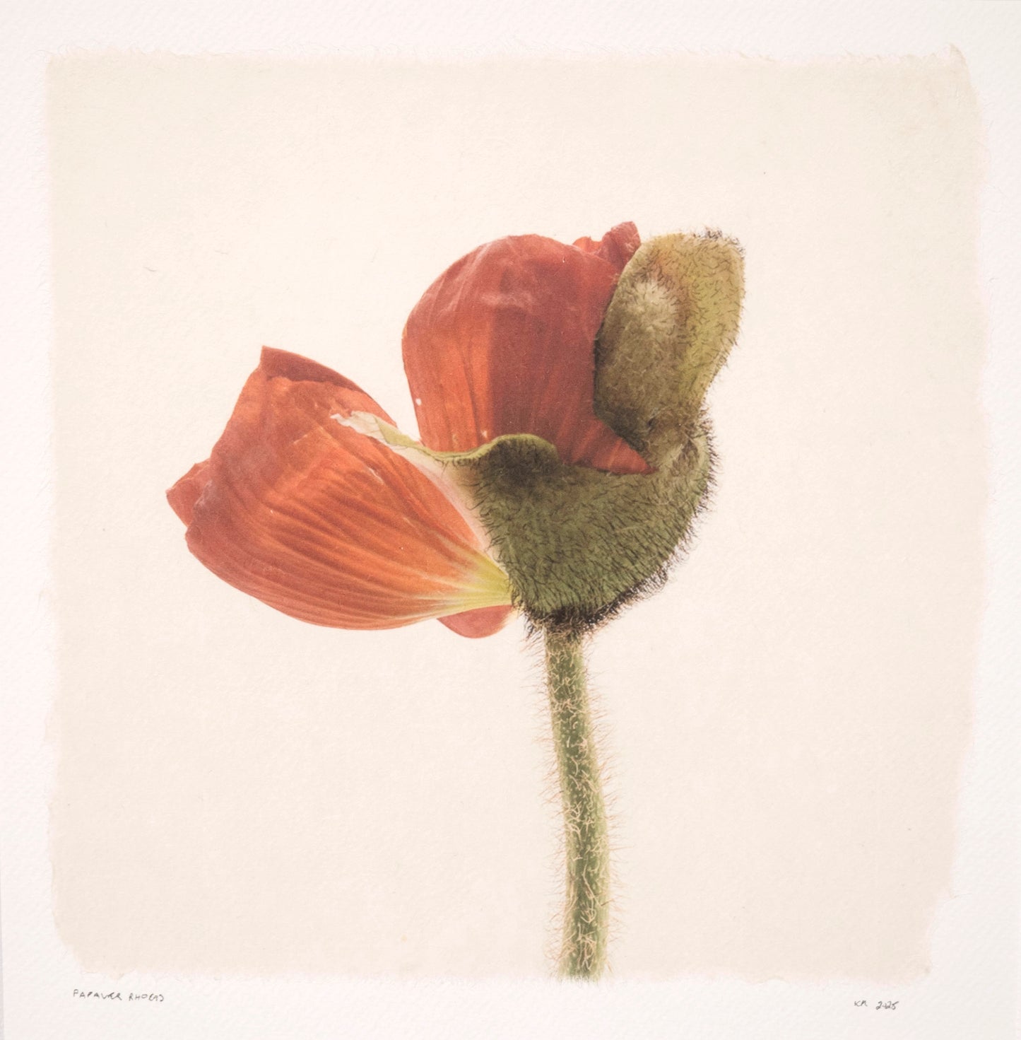 Kelly McDonald, Papaver Rhoeas