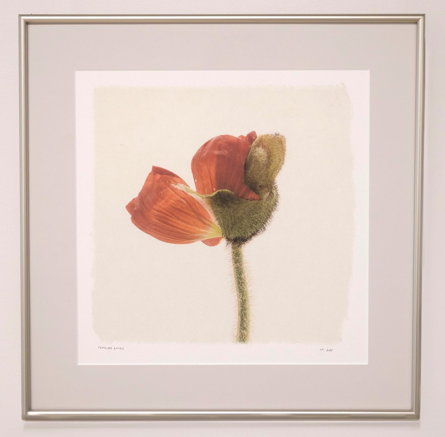 Kelly McDonald, Papaver Rhoeas
