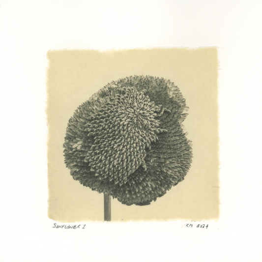 Kelly McDonald, Sunflower 2