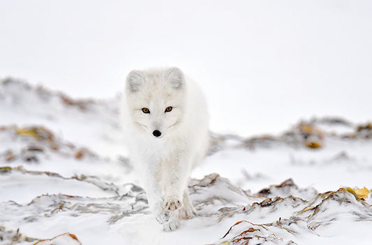 White Arctic Fox by Michelle Valberg