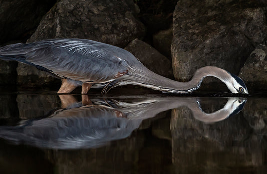 Michelle Valberg, Blue Heron on Sharbot Lake