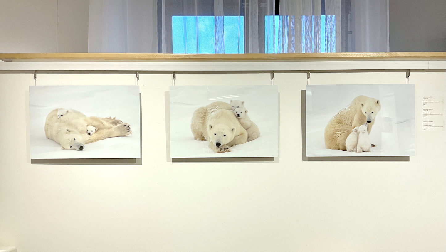 Michelle Valberg, Polar Bear Family I