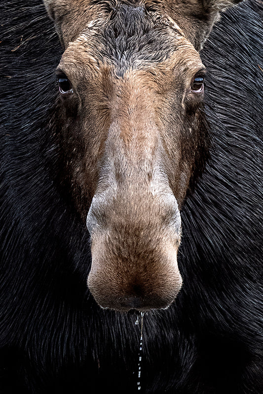 Michelle Valberg, Cow Moose