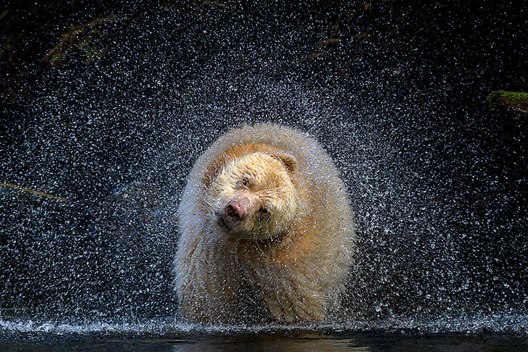 Michelle Valberg, "The Boss" Spirit Bear