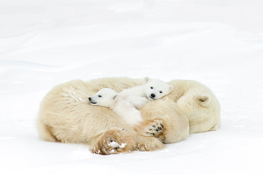 Michelle Valberg, Sleeping Polar Bear Family
