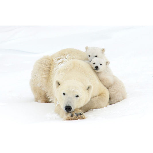 Michelle Valberg, Polar Bear Family II