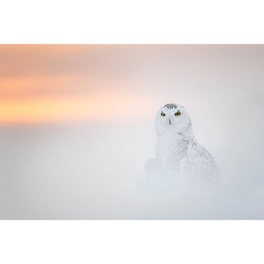 A snowy owl perched in the fog at sunset, showcasing its majestic presence amidst the serene winter landscape.