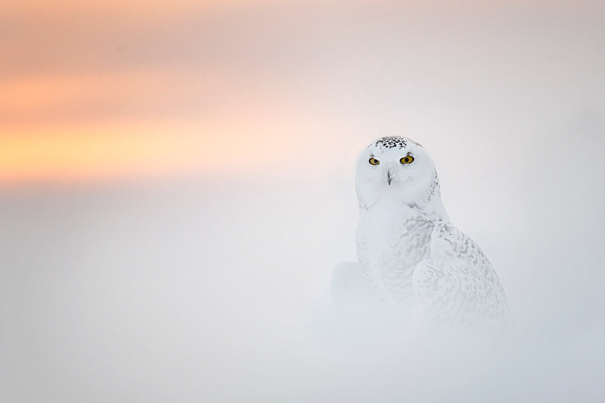 Michelle Valberg, Snowy Owl