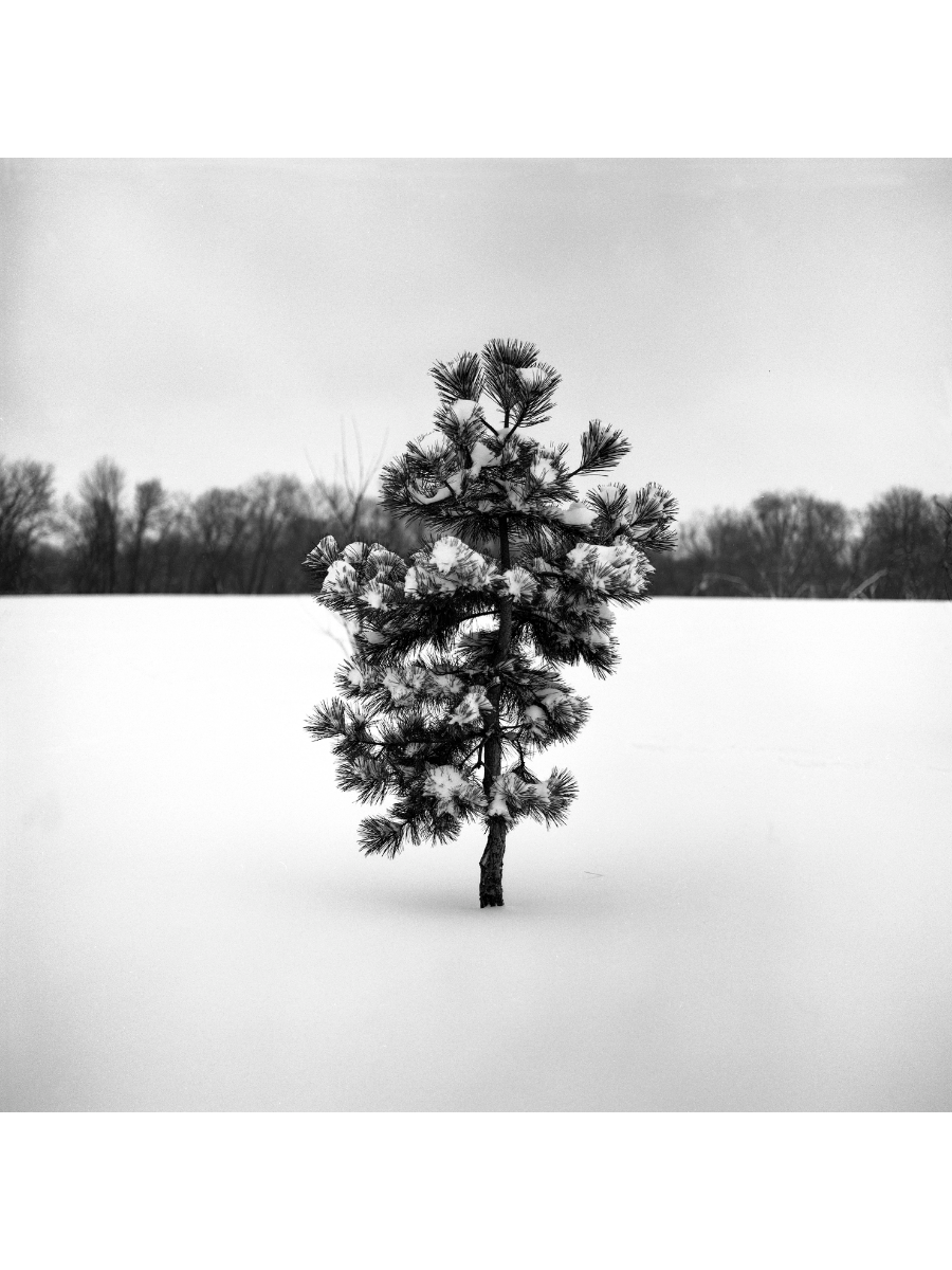 Jordan Craig, Little Tree I-1