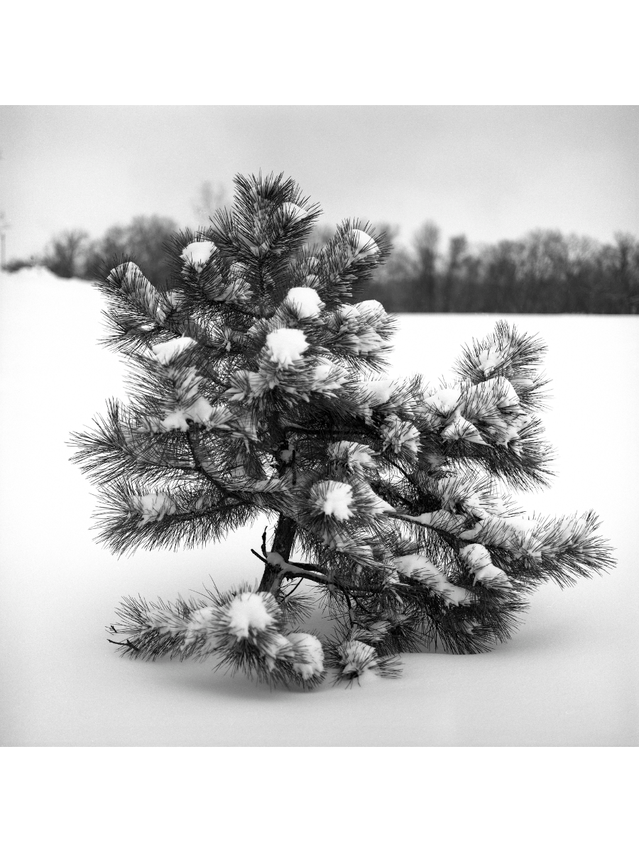 Jordan Craig, Little Tree II