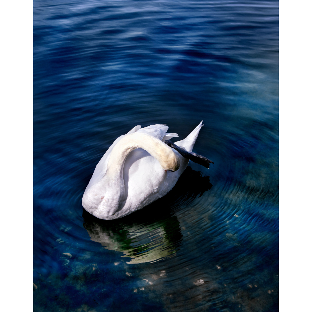 Yu-Sheng Chiu, Lone Swan