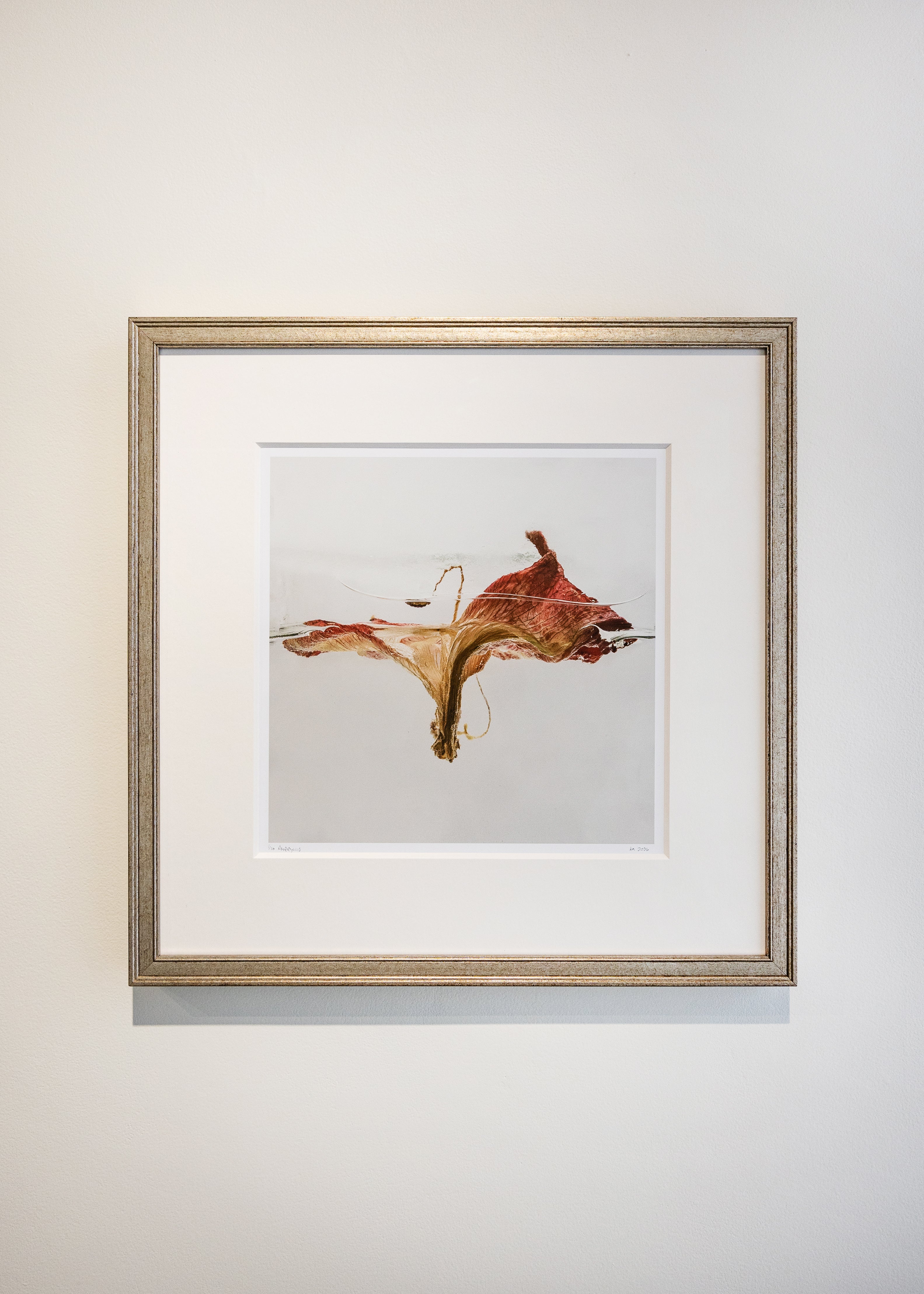 Kelly McDonald, Amaryllis-2