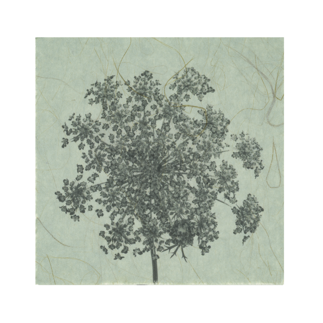 Kelly McDonald, Ammi