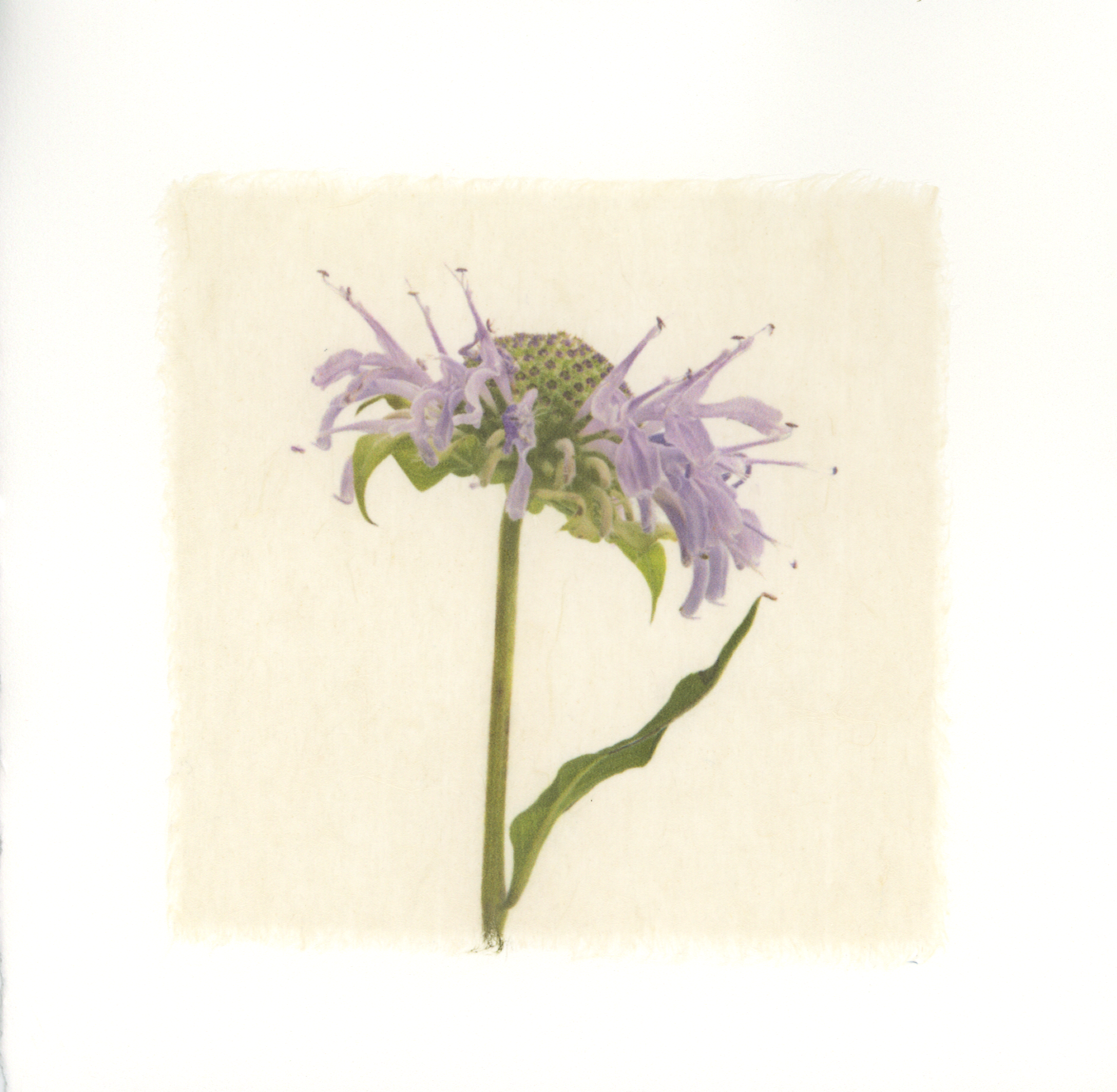 Kelly McDonald, BERGAMOT