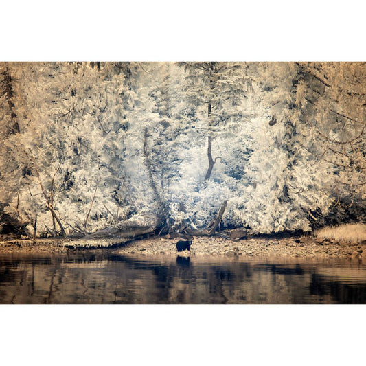 Michelle Valberg, Great Bear Rainforest Black Bear