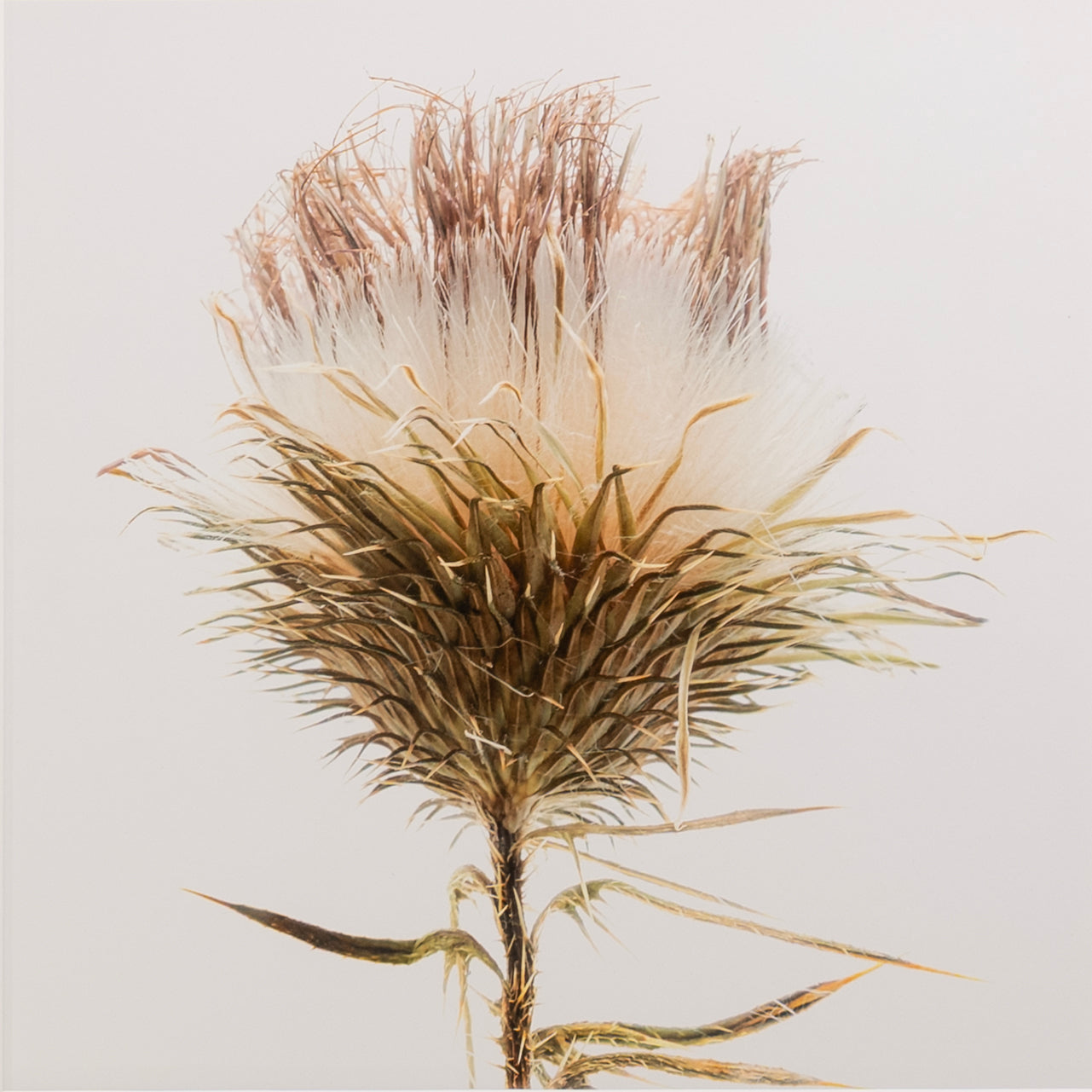 Kelly McDonald, Bull Thistle