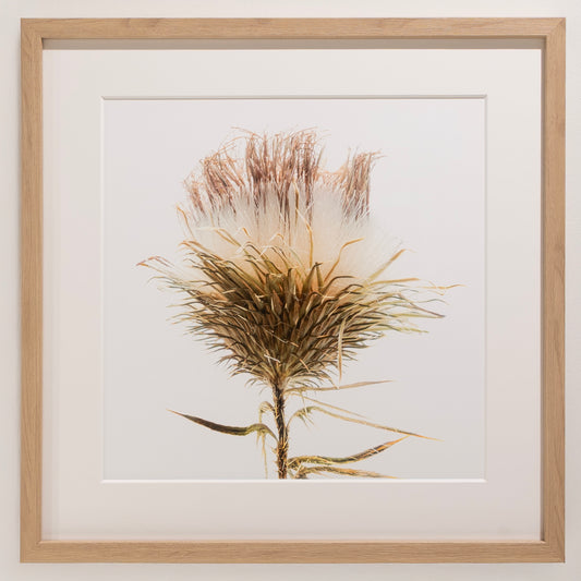 Kelly McDonald, Bull Thistle