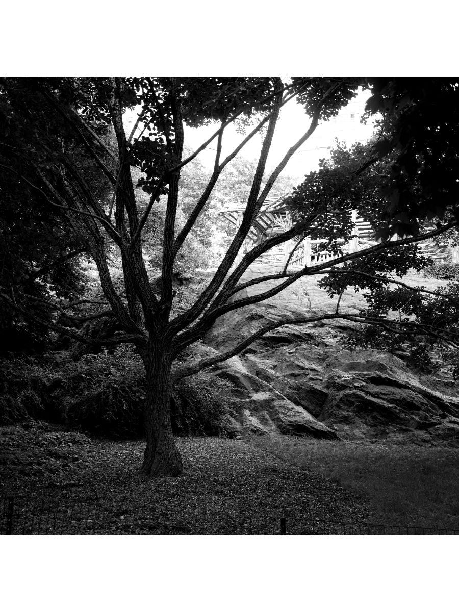 Jordan Craig, Central Park Tree