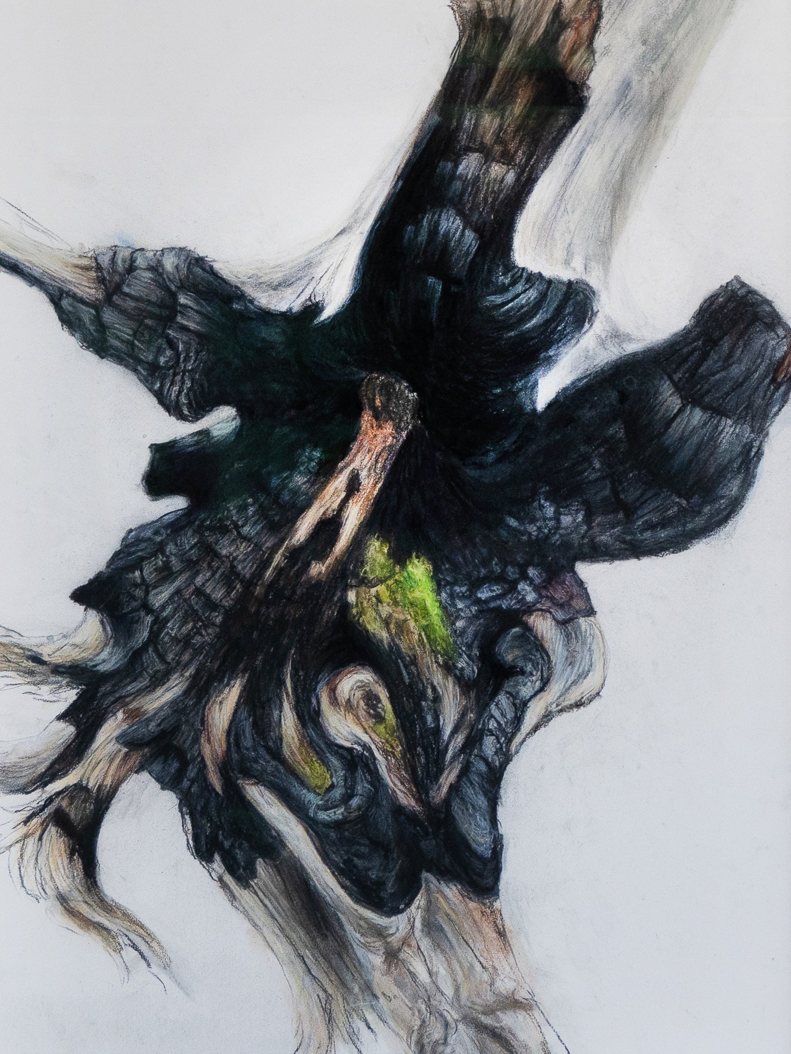 Gabrielle Madore, Charred Trunk, Lime Kilm Trail-3
