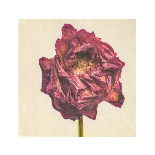Kelly McDonald, Dahlia