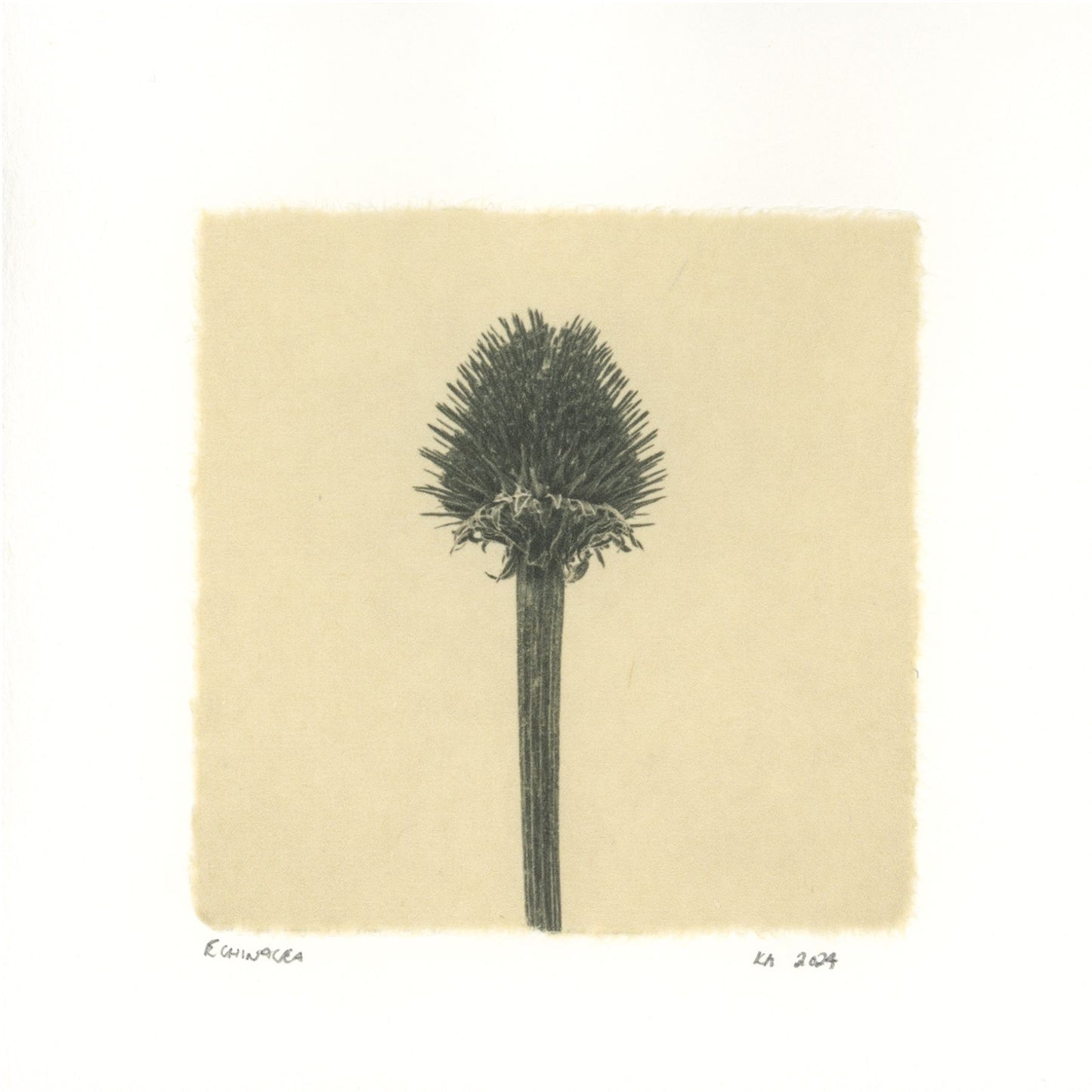 Kelly McDonald, Echinacea