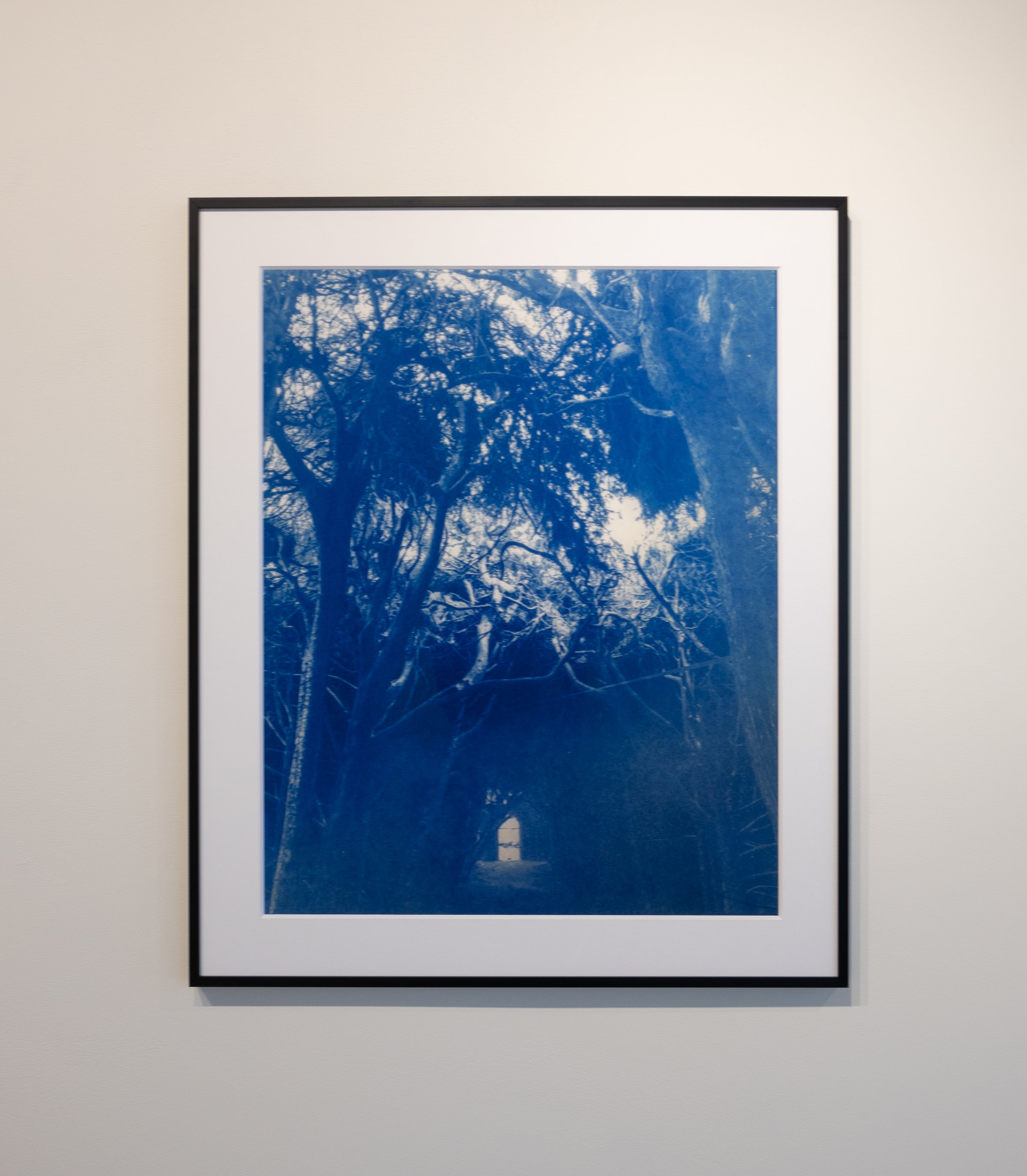 Joy Kardish, The Light in the Forest