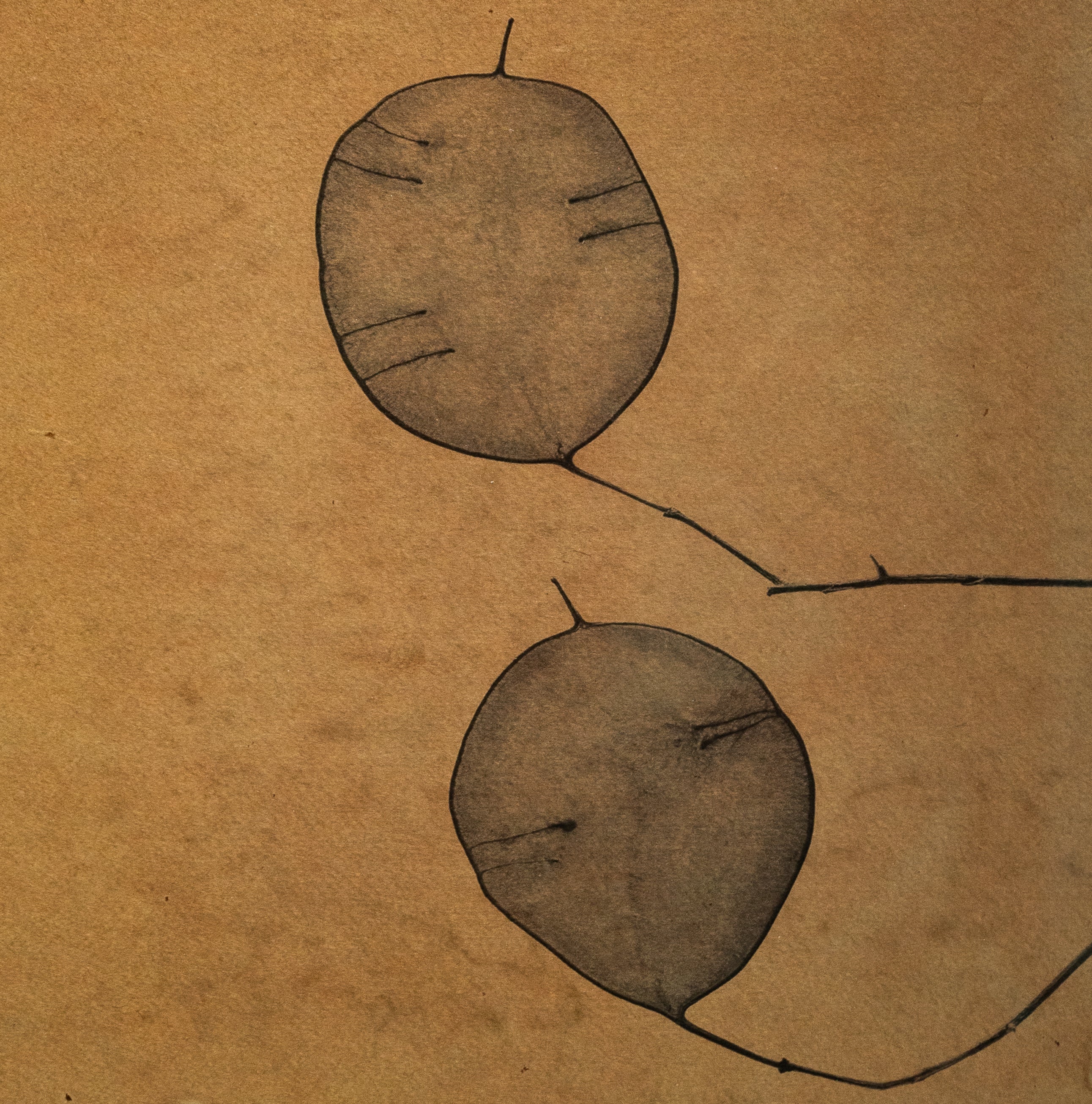 Kelly McDonald, Lunaria-2