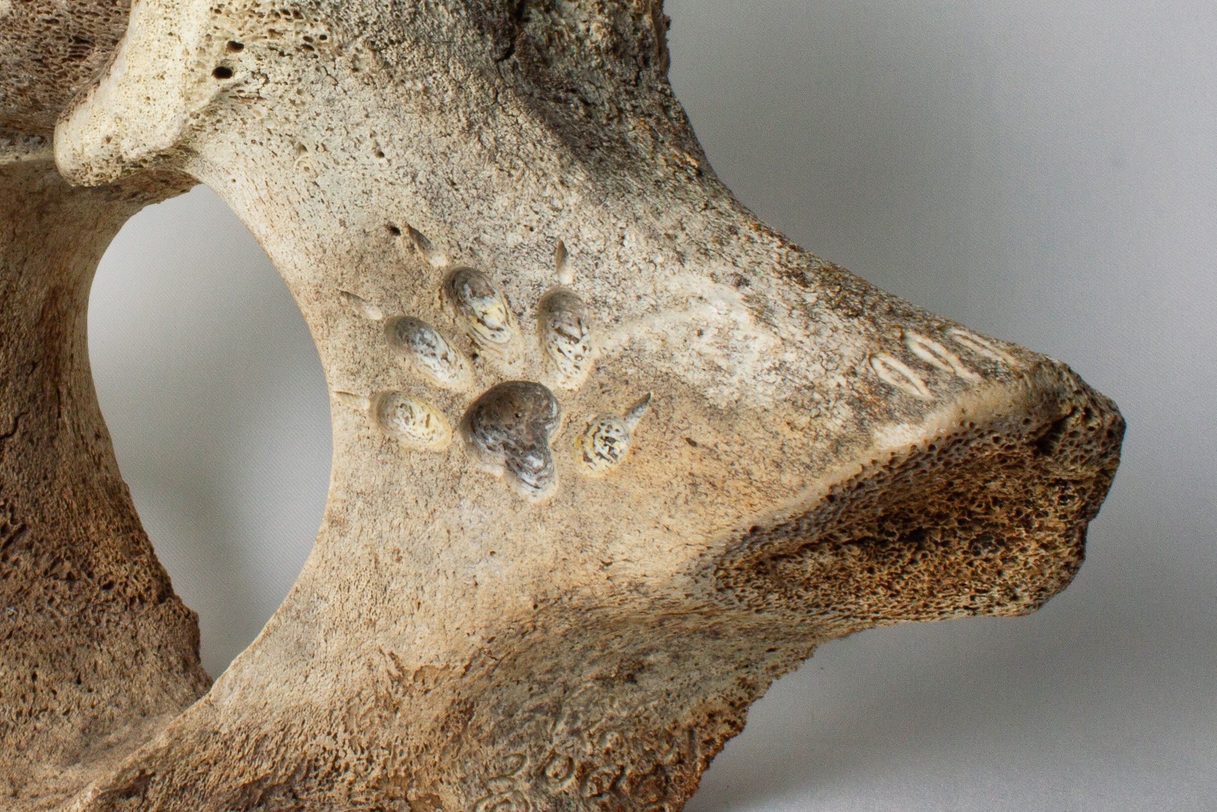Janus Faced Vertebrae, Manasie Akpaliapik (Inuit, Arctic Bay)