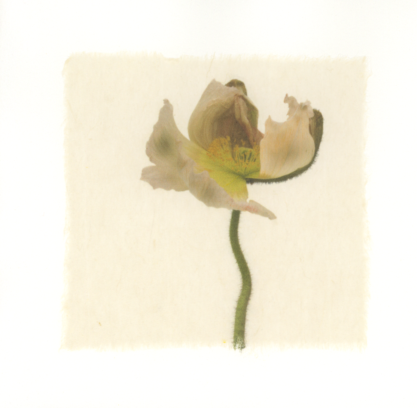 Kelly McDonald, POPPY 2-1