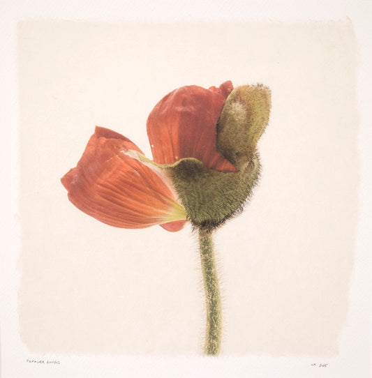 Kelly McDonald, Papaver Rhoeas