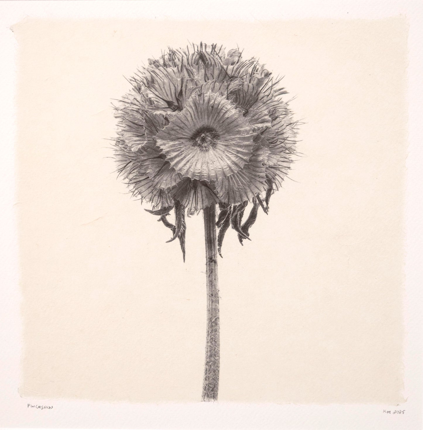 Kelly McDonald, Pincushion