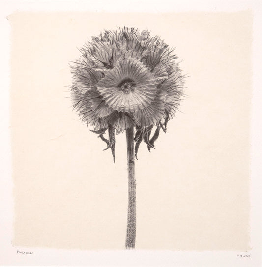 Kelly McDonald, Pincushion