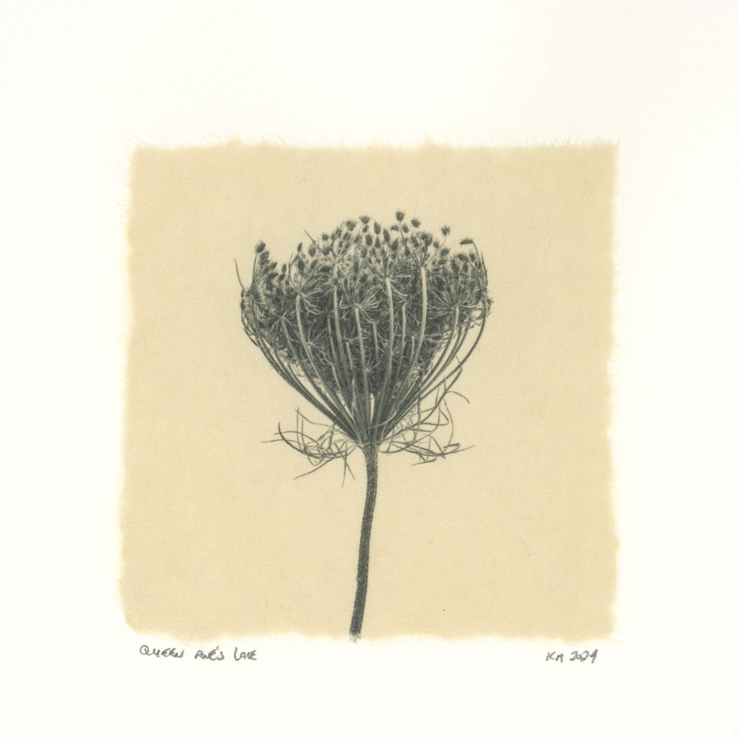 Kelly McDonald, Queen Anne's Lace