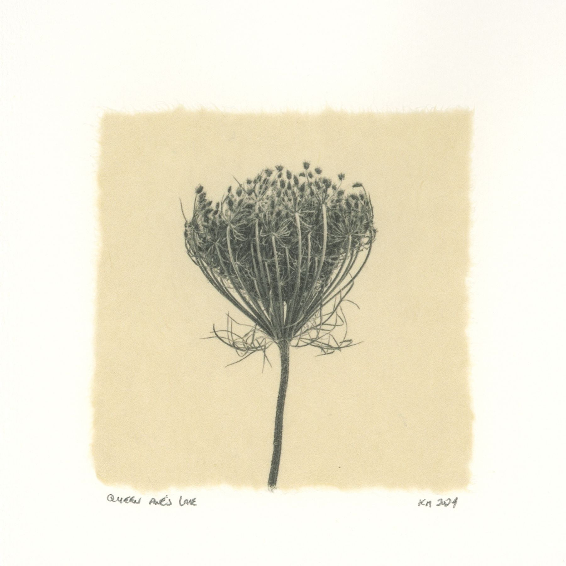 Kelly McDonald, Queen Anne's Lace