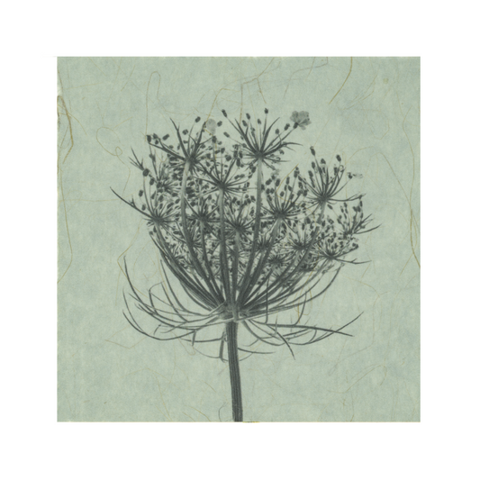 Kelly McDonald | Queen Anne's Lace