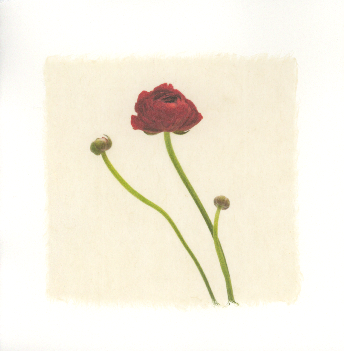 Kelly McDonald, RANUNCULUS