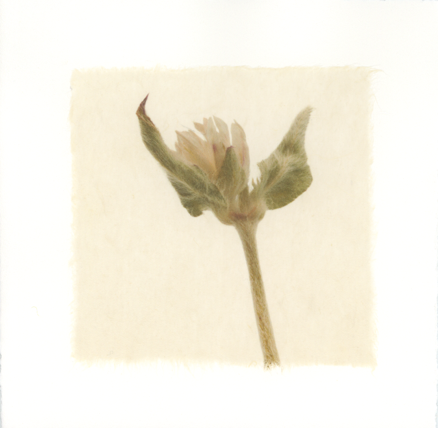 Kelly McDonald, STRAWFLOWER
