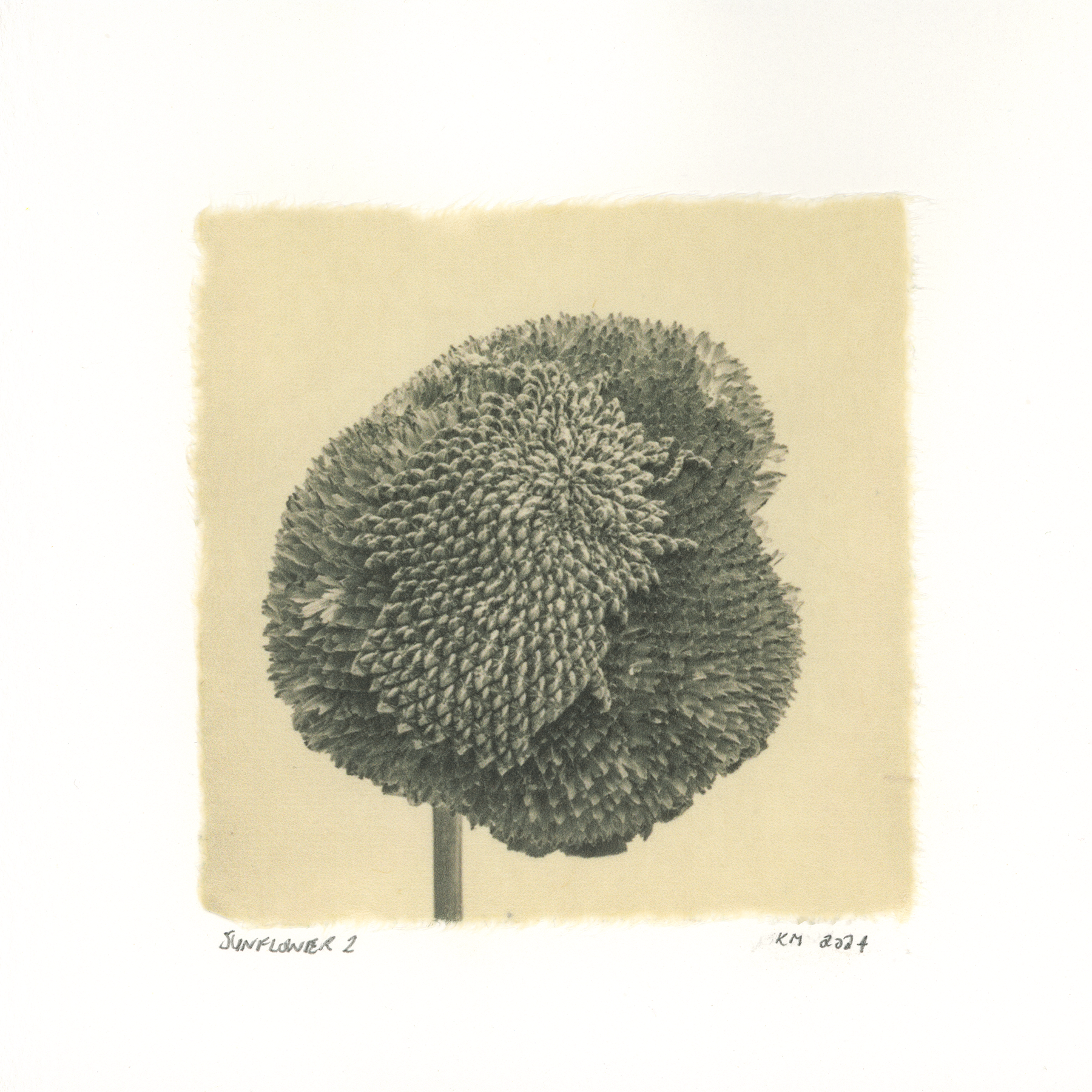 Kelly McDonald, Sunflower 2