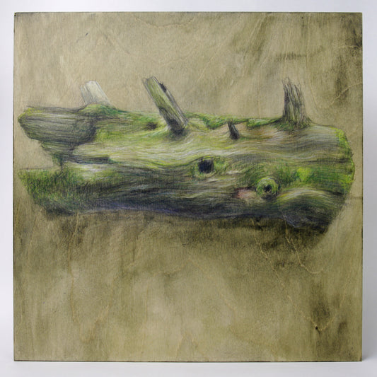 Gabrielle Madore, Section of a felled tree - Gillies Grove 1