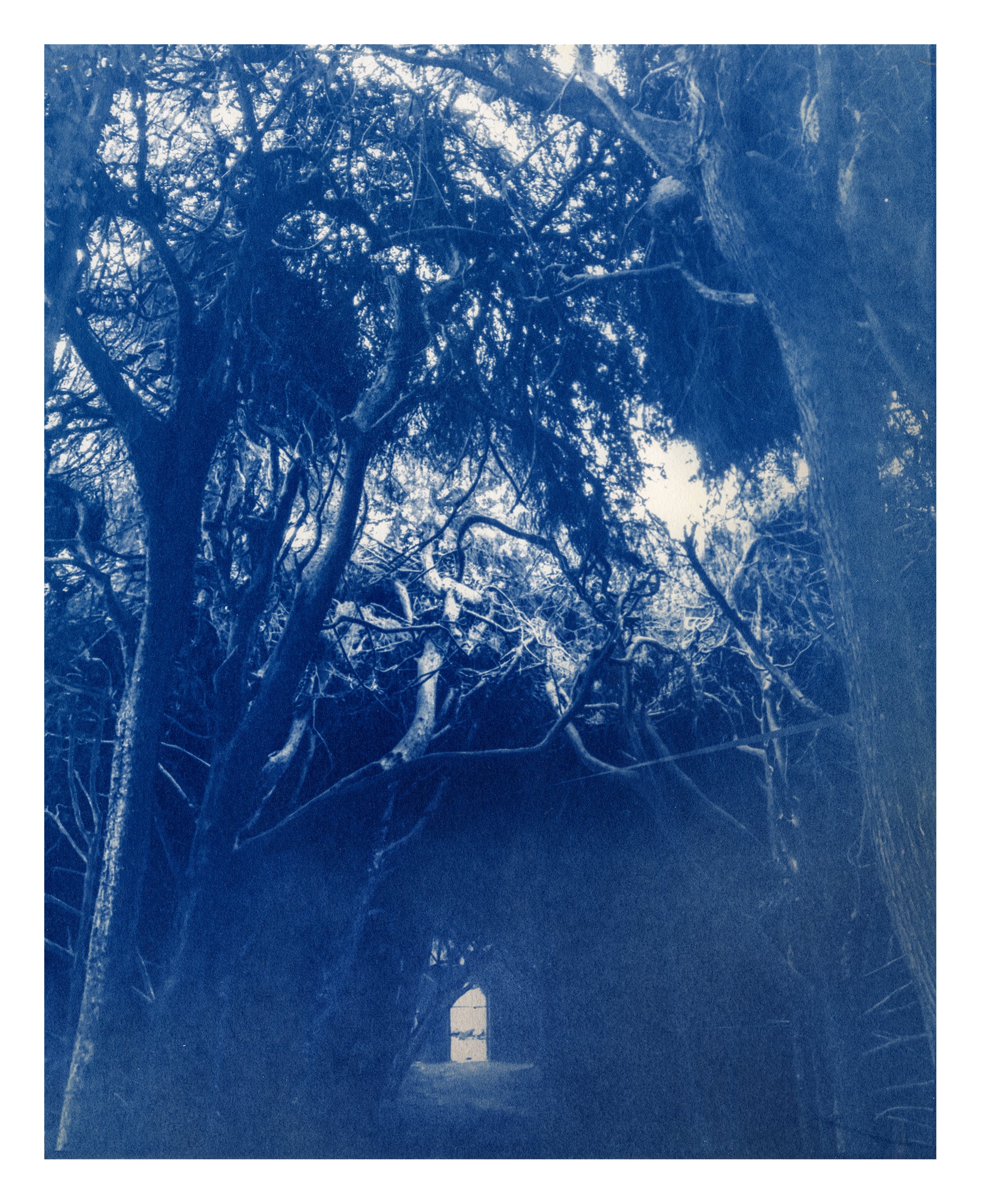 Joy Kardish, The Light in the Forest-3