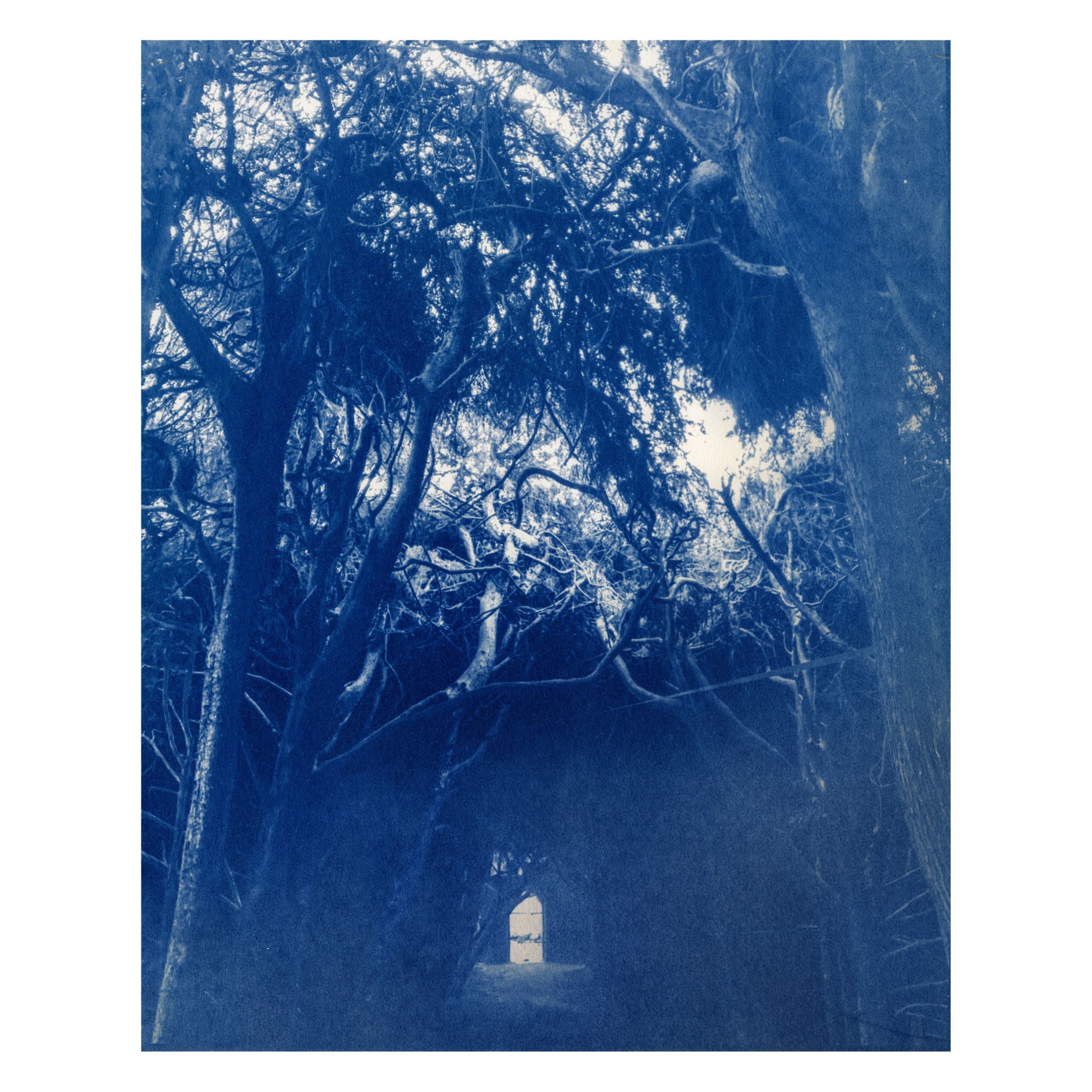 Joy Kardish, The Light in the Forest