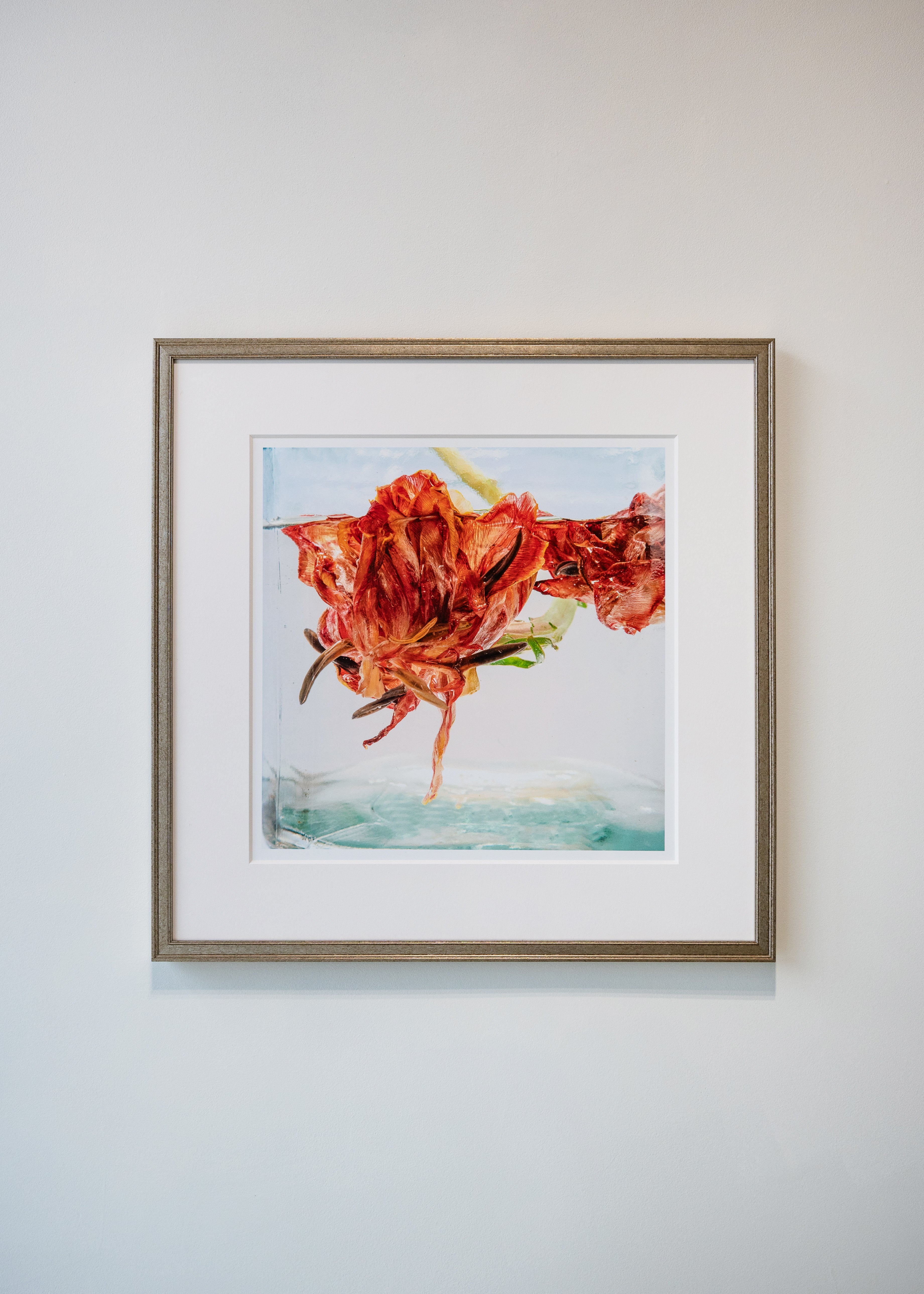 Kelly McDonald, Tulip-1