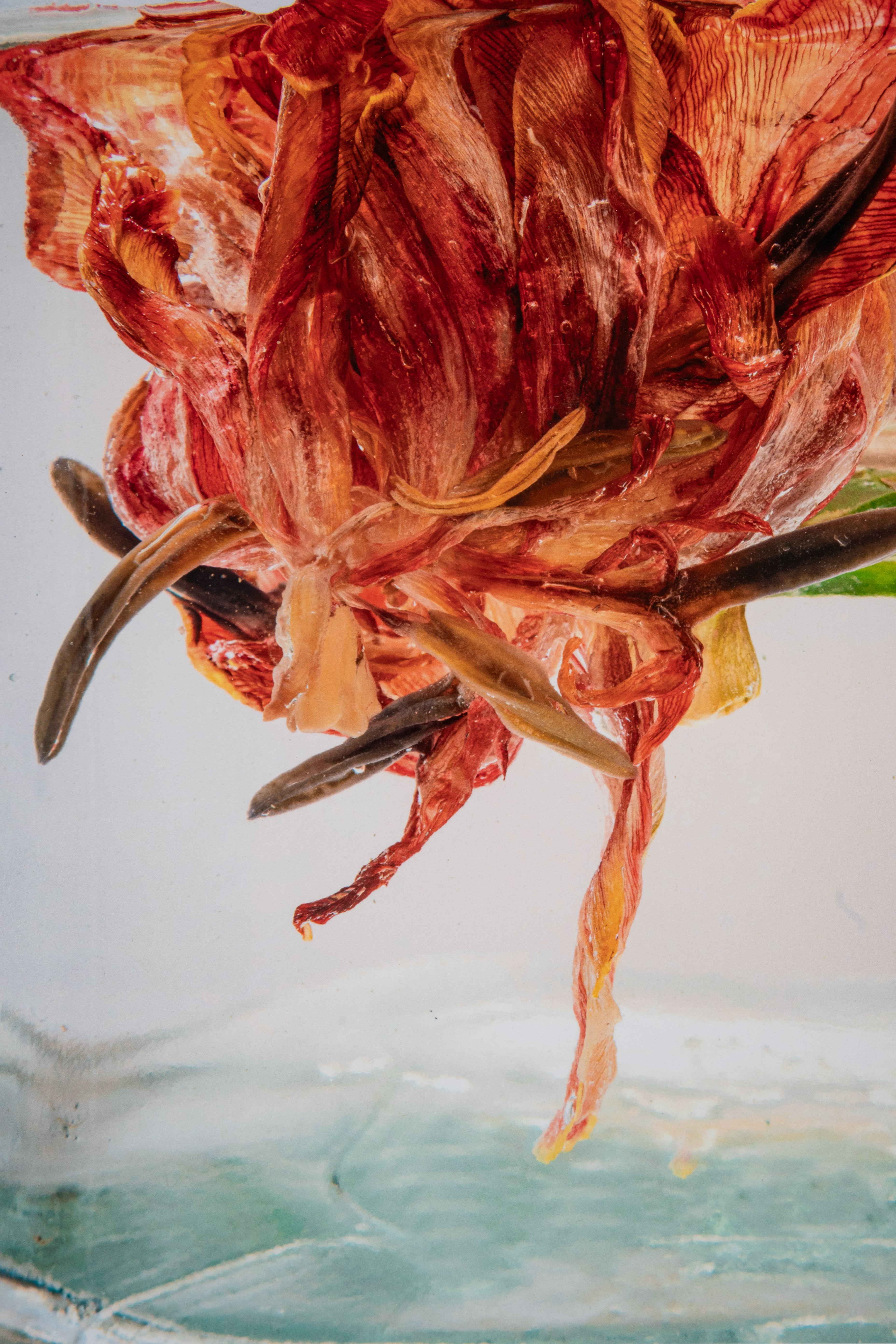 Kelly McDonald, Tulip-2
