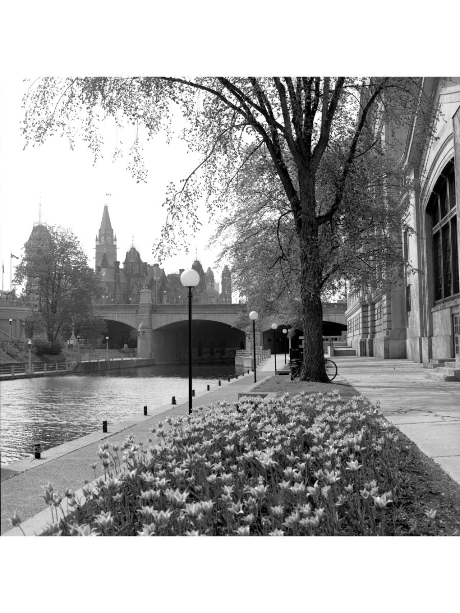 Jordan Craig, Tulips By Canal